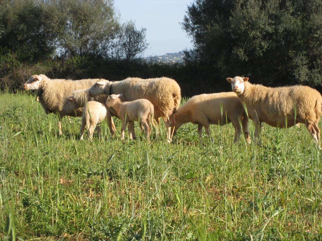 Finca Sa Cova Vella Manacor  Eksteriør bilde